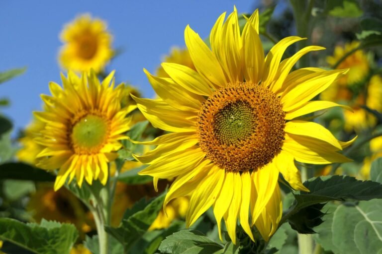 Poemas sobre Saúde Mental: 10 Poemas do Setembro Amarelo para Ler e Compartilhar
